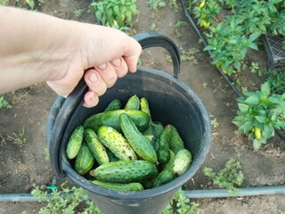 I bring home a bucket of freshly picked cucumbers from the garden