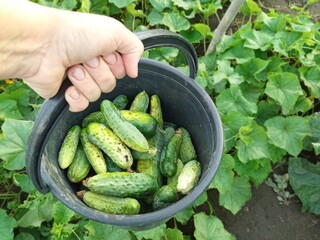 Today we picked a bucket of fresh organic cucumbers from our garden
