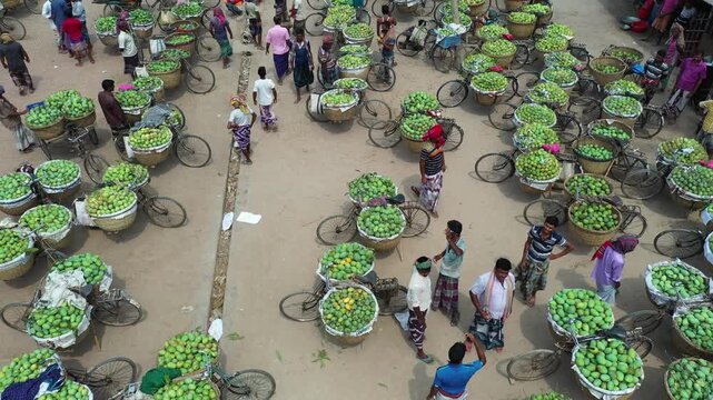 Rajshahi, Bangladesh - 25 July 2025: Aerial view of mangoes loaded onto bicycles, creating a vibrant pattern of green against the neutral ground, filled with people.
