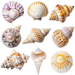 Nine seashells, various shapes and colors, top view