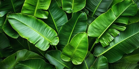 Crisp sunlight highlights the detailed textures of banana leaves, conveying freshness, vitality, and a summer-inspired wellness mood.