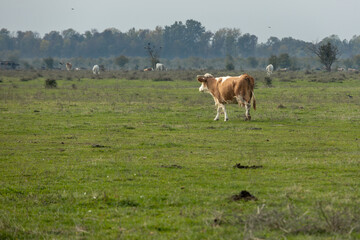 Cows grazing in green meadow on overcast day