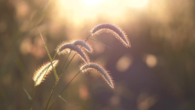 Foxtail Grass in Morning Light &ndash; Nature Close-Up at Sunrise