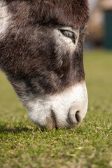 Fototapeta premium Donkey grazing peacefully in a green meadow on a sunny day