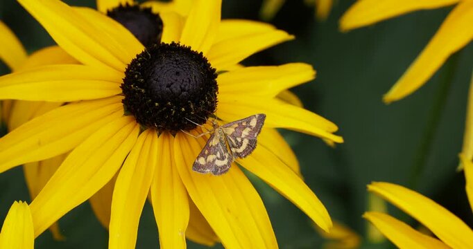 Pyrale pourpr&eacute;e ou pyraustre pourpr&eacute;e (Pyrausta purpuralis), petit papillon butinant du nectar sur une fleur jaune de rudbeckie h&eacute;riss&eacute;e (Rudbeckia hirta)
