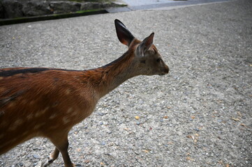 A Closeup View of a Doe Deer From Nara Park Casually Walking on Pavement