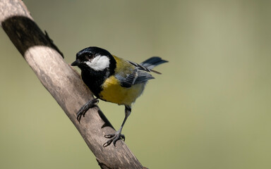 Obraz premium Kohlmeise