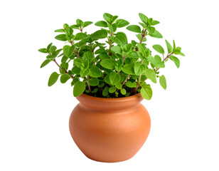 Fototapeta premium Fresh green herb plant in a terracotta pot, isolated on black background