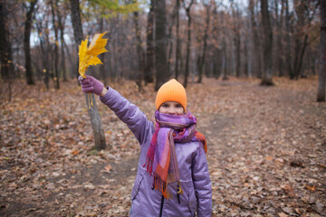 cheerful little child girl  holds autumn yellow leaves and plays in the autumn park. copy space