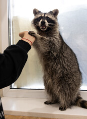 A happy raccoon is holding a person’s hand.
