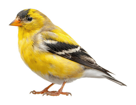 Vibrant yellow finch bird nature isolated on transparent background, png