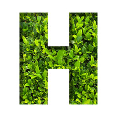 H shape made of leaves isolated on transparent background, go green concept, PNG	
