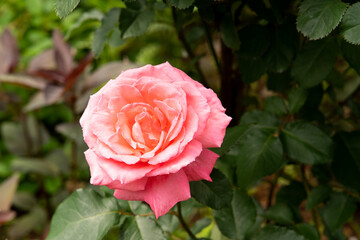 Bloom pink rose with green leave in the garden