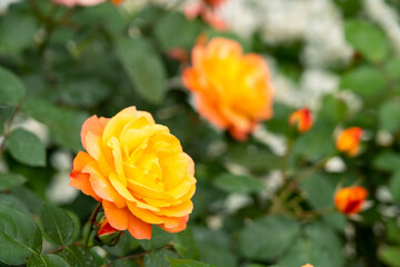 Bloom yellow rose with green leave in the garden