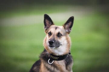A beautiful large black-and-tan dog is playing and running against a backdrop of vibrant green grass