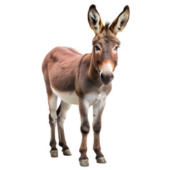 Fototapeta premium A cute young donkey stands facing forward on a plain transparent background, its large ears perked attentively