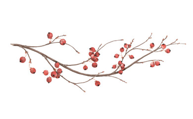 Watercolor branch hawthorn with red berries, isolated hand drawn design element for your cards, prints or patterns.