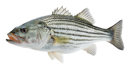 Fototapeta premium Sporting action striped bass fishing in freshwater lakes nature scene view isolated on transparent background, png