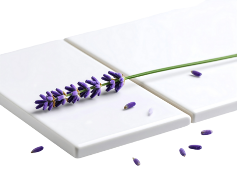 Single lavender sprig on a set of two white rectangular tiles, with scattered lavender seeds, all against a transparent background. Simple, elegant still life, showcasing the purple lavender, green - Powered by Adobe
