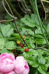 beere frucht natur essen