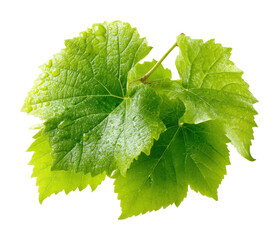 Refreshing green leaf composition nature vibrant organic isolated on transparent background, png