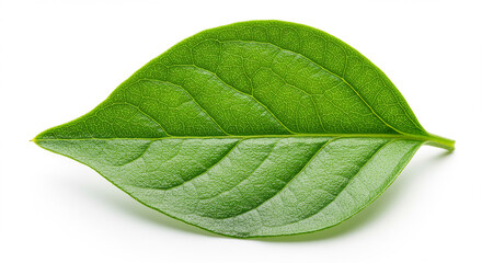 Obraz premium Lush Green Leaf Nature Plant Botany Ecology Foliage Fresh Spring Summer Growth Texture Detail