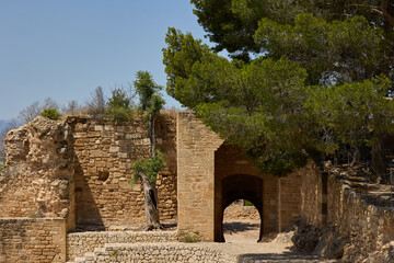Tree growing among the ruins of Denia Castle