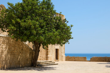 Tree growing among the ruins of Denia Castle