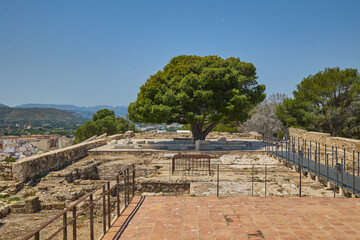 Tree growing among the ruins of Denia Castle