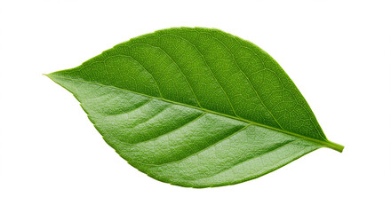 Obraz premium Lush Green Leaf Nature Botany Plant Foliage Ecology Spring Summer Growth Organic Fresh Vibrant Leaf