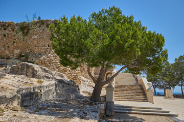 Tree growing among the ruins of Denia Castle