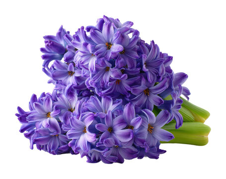 Vibrant purple hyacinth flowers botanical garden floral arrangement isolated on transparent background, png