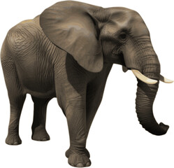 Elephant vector illustration