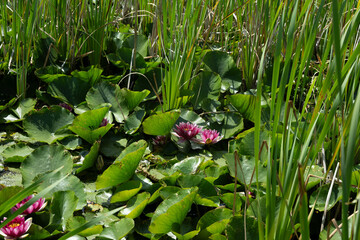blume pflanze see