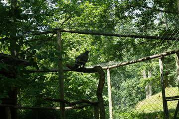 vogel greifvogel tier natur gefahr