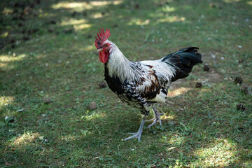 hühner vogel natur tier huhn hahn