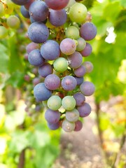 Half-ripe, Otteló grape bunch on the vine, in summer, with a blurred background.