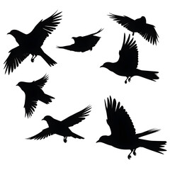 Obraz premium birds png silhouette