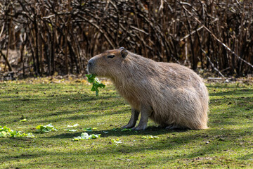Capybara, Hydrochoerus hydrochaeris grazing on fresh green grass