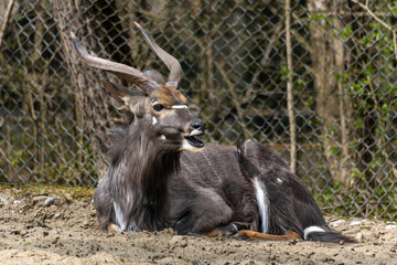 Nyala Antelope - Tragelaphus angasii. Wild life animal.