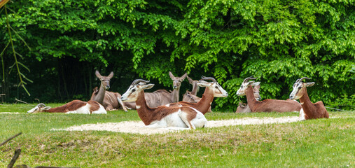 Dama gazelle, Gazella dama mhorr or mhorr gazelle is a species of gazelle