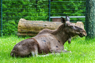 European Moose, Alces alces, also known as the elk