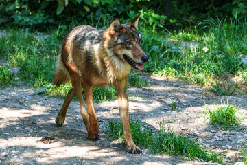 European Grey Wolf, Canis lupus in a german park