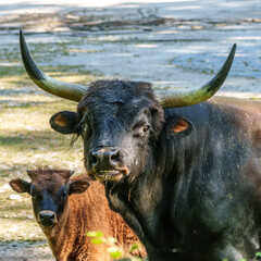 Heck cattle, Bos primigenius taurus or aurochs in a German park