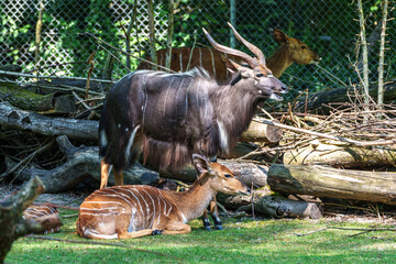 Nyala Antelope - Tragelaphus angasii. Wild life animal.