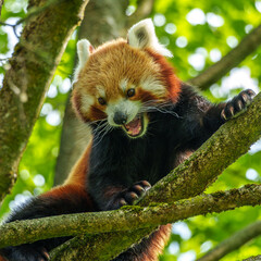 The red panda, Ailurus fulgens, also called the lesser panda.