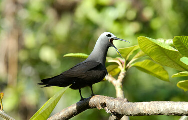 Noddi brun, Anous stolidus, Brown Noddy, Iles Seychelles