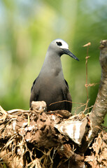 Noddi brun, nid, Anous stolidus, Brown Noddy, Iles Seychelles