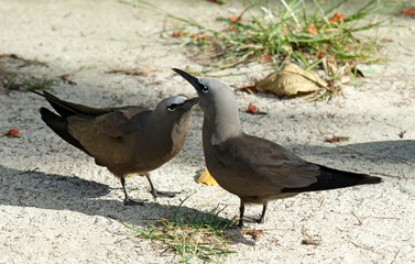 Noddi brun, Anous stolidus, Brown Noddy, Iles Seychelles
