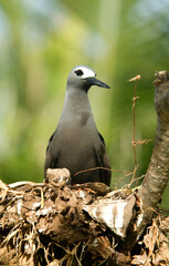 Noddi brun, nid, Anous stolidus, Brown Noddy, Iles Seychelles